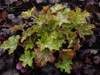 urawka Heuchera 'Ginger Ale'