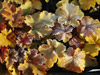 urawka Heuchera 'Midas Touch'