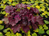 urawka Heuchera 'Midnight Rose'