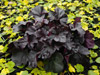 urawka Heuchera 'Obsidian'