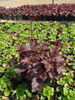 urawka Heuchera 'Petit Marbled Burgundy'