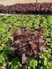 urawka Heuchera 'Petit Marbled Burgundy'