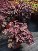 urawka Heuchera 'Pluto'