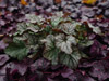 urawka Heuchera 'Prince of Silver'