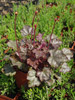 urawka Heuchera 'Silver Indiana'