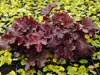 urawka Heuchera 'Sparkling Burgundy'