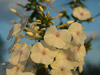 Floks plamisty Phlox maculata 'Delta'