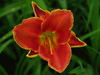 Liliowiec Hemerocallis 'Avante Garde'