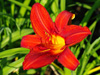 Liliowiec Hemerocallis 'Christmas Is'