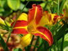 Liliowiec Hemerocallis 'Frans Hals'