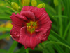 Liliowiec Hemerocallis 'Little Business'