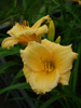 Liliowiec Hemerocallis 'Mini Pearl'