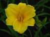 Liliowiec Hemerocallis 'Mini Stella'