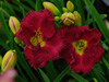 Liliowiec Hemerocallis 'Siloam Paul Watts'