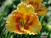 Liliowiec Hemerocallis 'Playground'