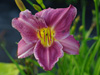 Liliowiec Hemerocallis 'Prairie Blue Eyes'