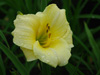 Liliowiec Hemerocallis 'Precious De Oro'