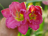 Liliowiec Hemerocallis 'Ride the Wind'