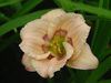 Liliowiec Hemerocallis 'Siloam David Kirchhoff'