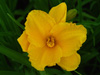 Liliowiec Hemerocallis 'Siloam Nugget'