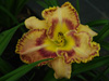 Liliowiec Hemerocallis 'Sink Into Your Eyes'