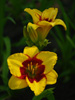 Liliowiec Hemerocallis 'Summer Dragon'