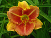 Liliowiec Hemerocallis 'Veins of Truth'