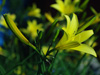 Liliowiec Hemerocallis citrina