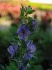 Aconitum x cammarum 'Blue Lagoon'