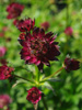 Astrantia major 'Moulin Rouge'