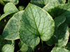 Brunnera macrophylla 'King's Ransom' (Brunera wielkolistna)