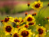 Coreopsis 'Cha Cha Cha'