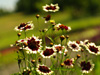 Coreopsis 'Jive'