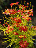 Coreopsis 'Tropical Lemonade'