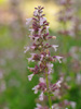 Kocimitka wielkokwiatowa Nepeta grandiflora 'Dawn to Dusk'